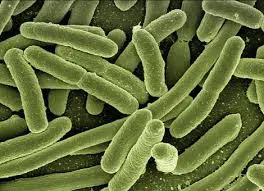 Lactobacillus Acidophilus
